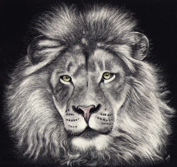 素描狮子