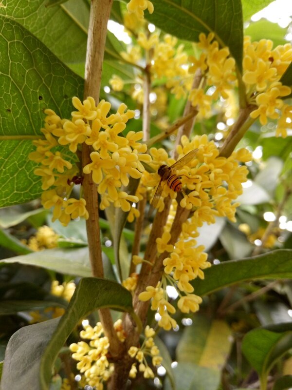 蜜蜂采桂花