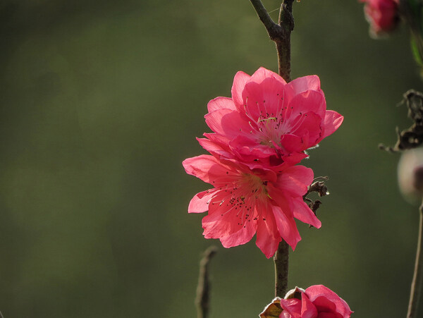 艳丽的桃花