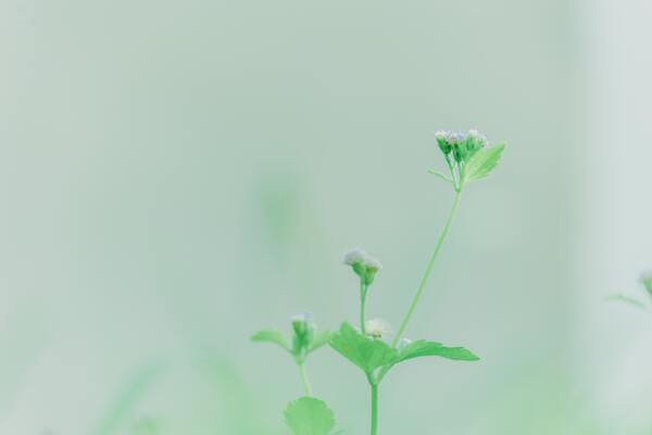 菊花清新