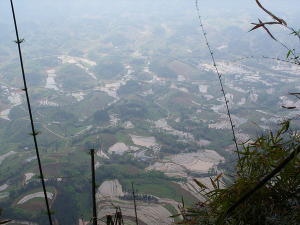 竹海风景图图片