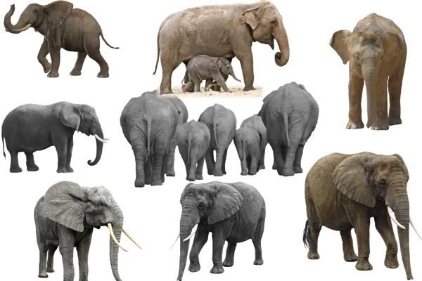 大象合集图片