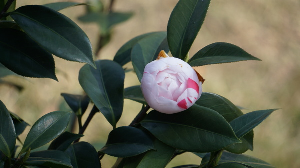 茶花