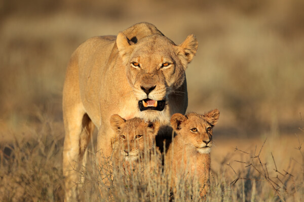 母狮子和小狮子图片