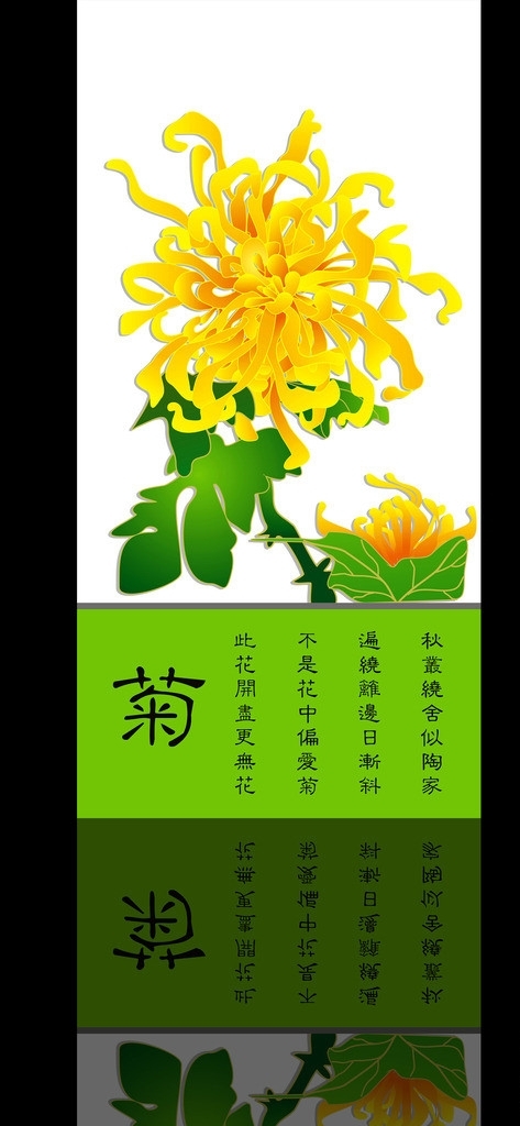 菊花图片