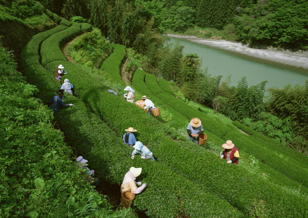 山坡上的采茶女素材图片