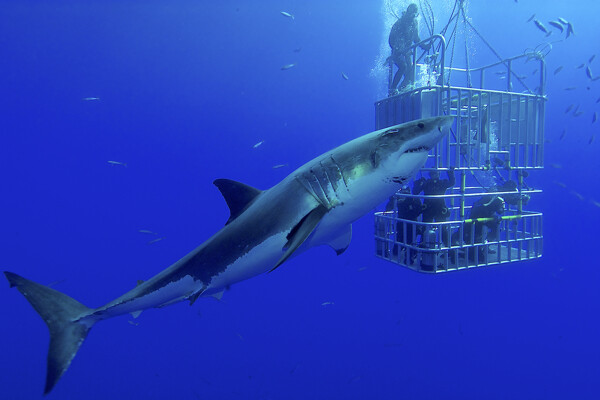 鲨鱼与潜水员图片