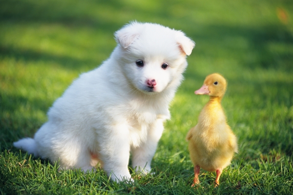 草地上的小狗与小鸭子图片