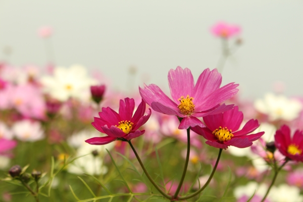 格桑花素材图片