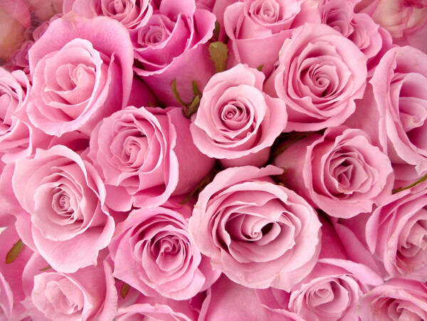 浪漫粉色玫瑰装饰画效果图