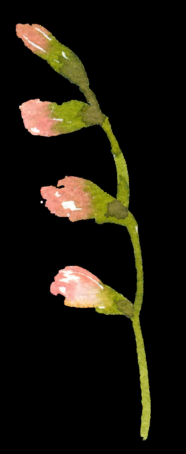彩绘粉色花苞PNG透明素材