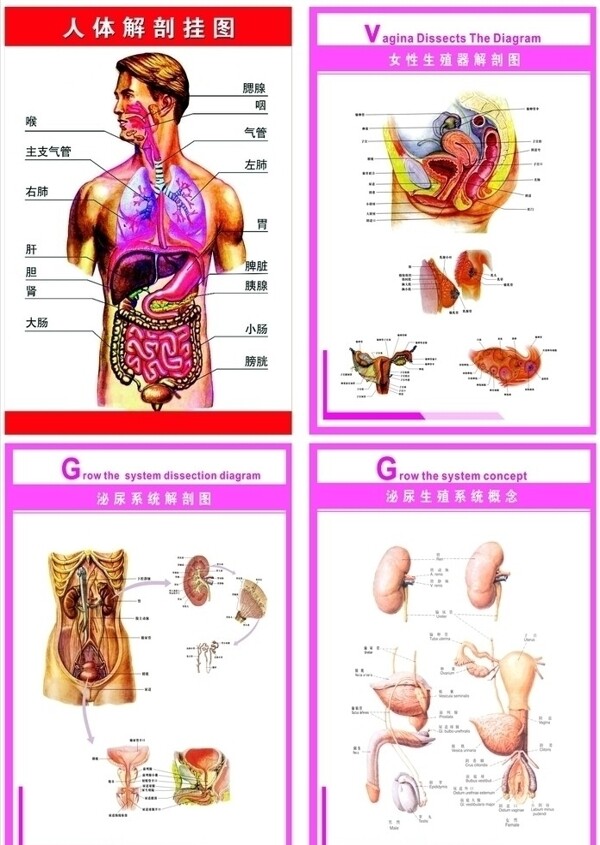 医院人体解剖图