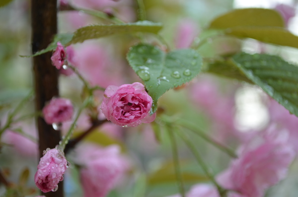 樱花图片