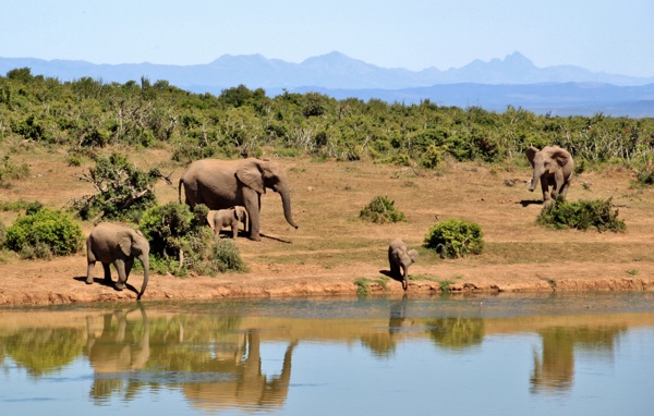 非洲野生大象图片