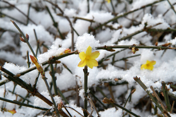 雪中的迎春花图片