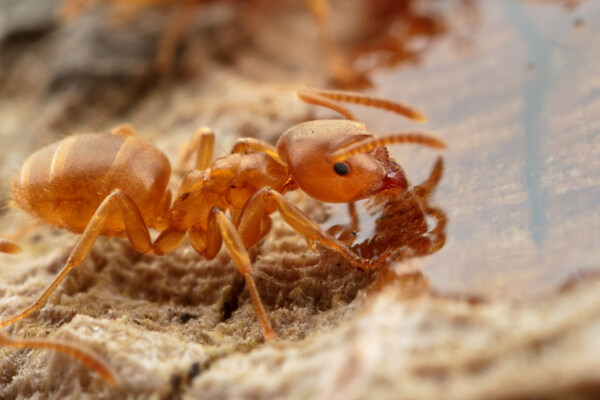 蚂蚁昆虫图片素材