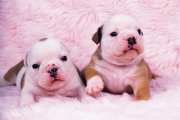 粉红色的小狗图片图片