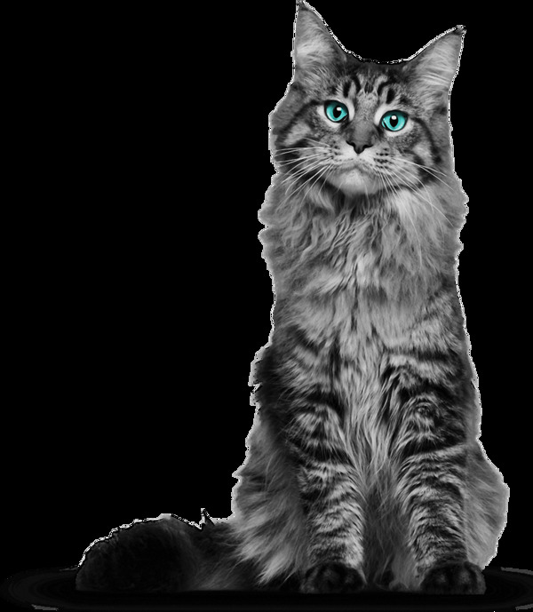 蓝色眼睛灰猫免抠png透明素材