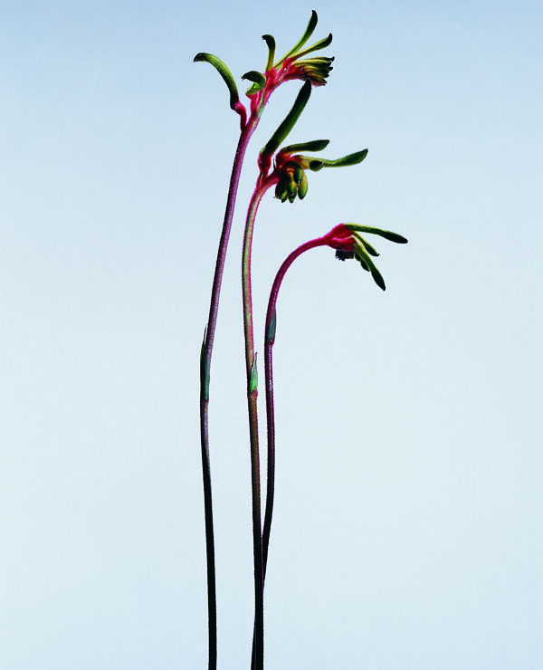 花姿花颜花一束花百花世界花朵花草花蕊花瓣全球首席设计大百科