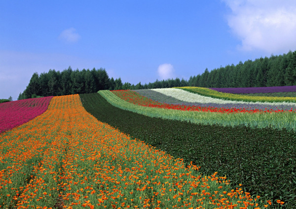 田园风光