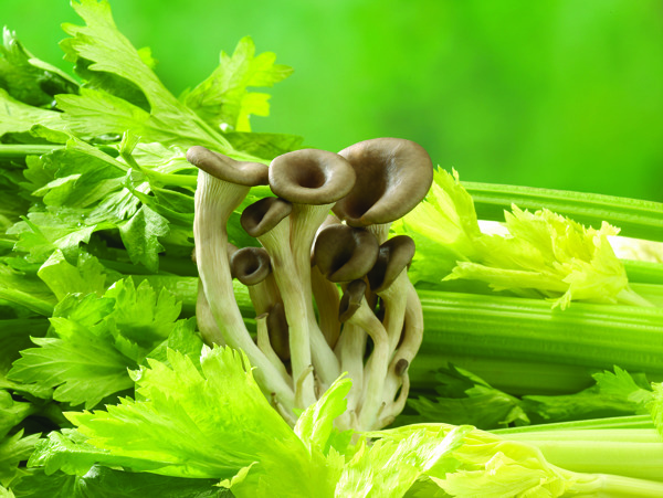 一簇和芹菜一起的蘑菇