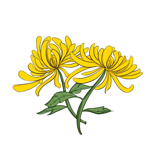 黄色的菊花装饰插画