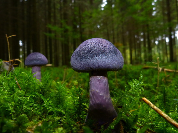 黑蘑菇图片