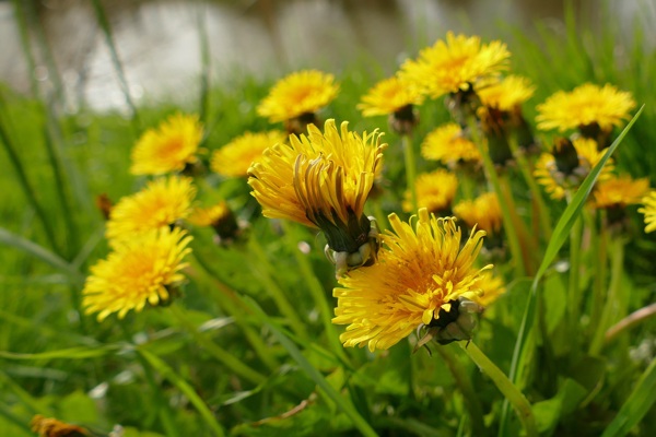 盛开的黄色野菊花