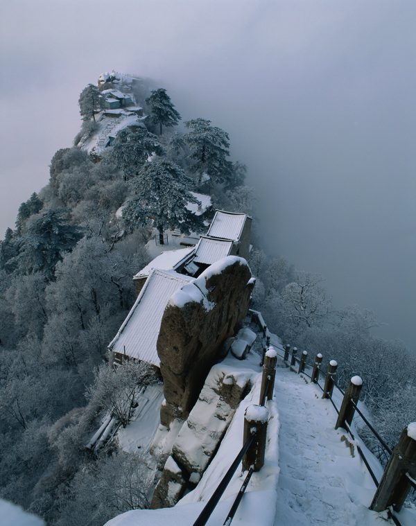 高山雪松景色图片