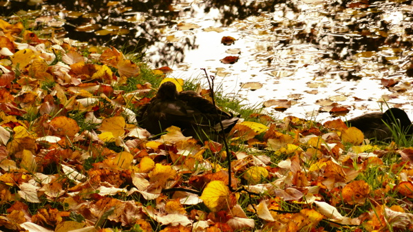 秋季里的落叶风景图片