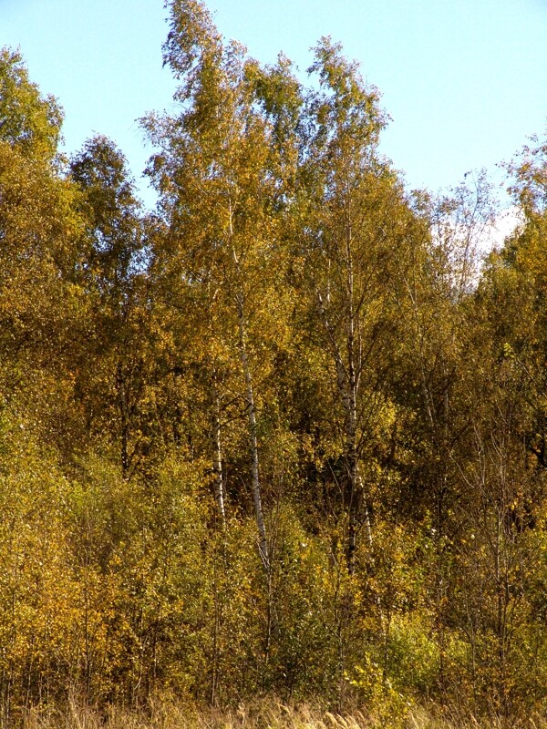 秋天大树树林风景图片