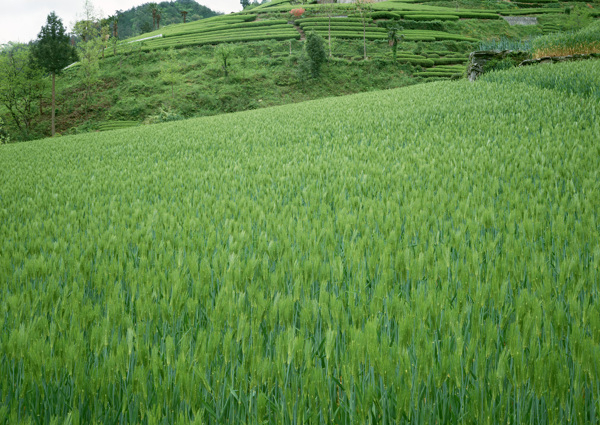 麦田乡村田园图片庄稼植物田野