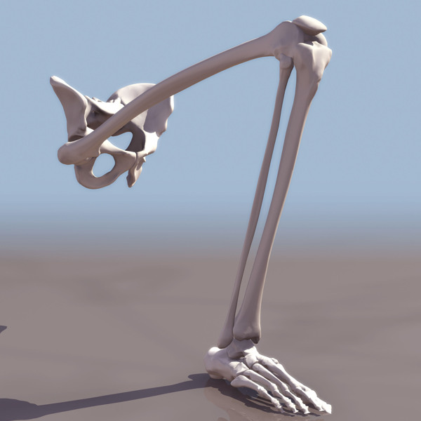 LEXTREM脚骨架模型01