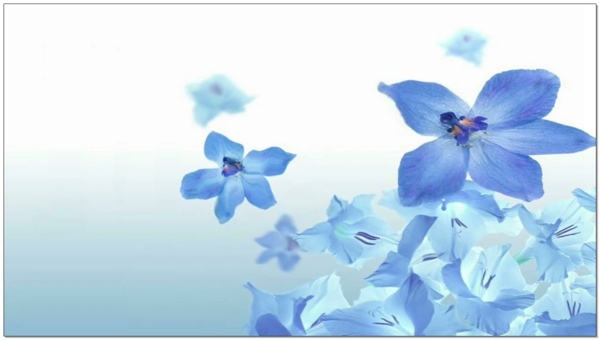 美丽蓝色花朵背景素材
