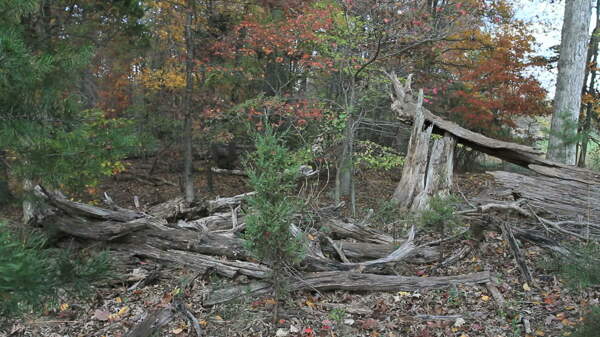 马里兰州的森林枯死的树木股票视频