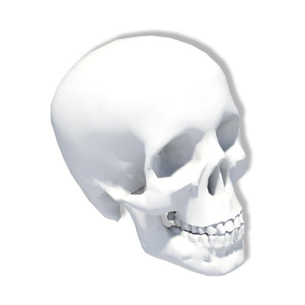人体头部骨骼模型