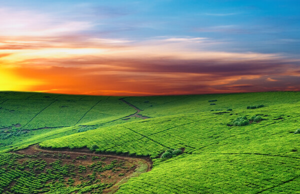 美丽茶山风景图片