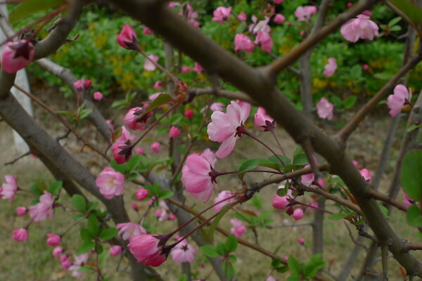 桃花图片