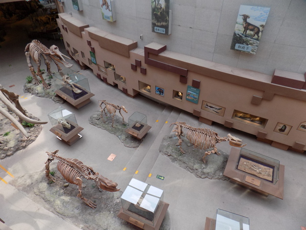 博物馆化石摄影