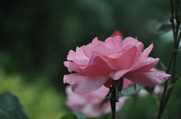 粉色月季花图片