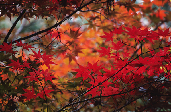 红枫叶树