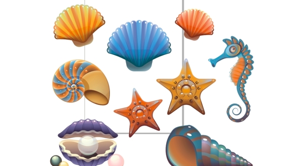 海星海马贝壳图片