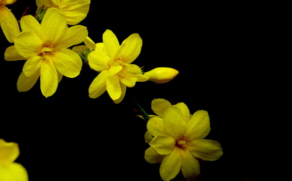 黄色迎春花摄影图片