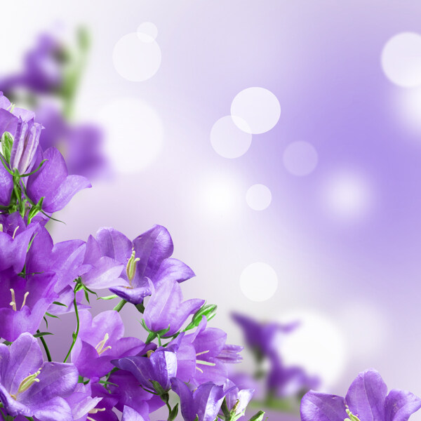 梦幻紫色鲜花图片
