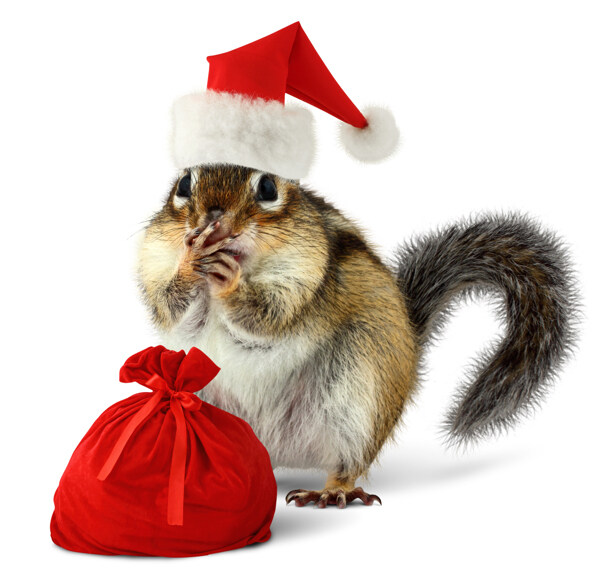 带着圣诞帽子的松鼠图片