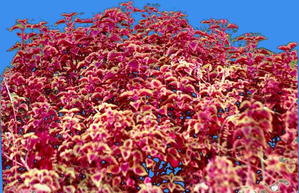 红紫苏草本类观叶植物素材