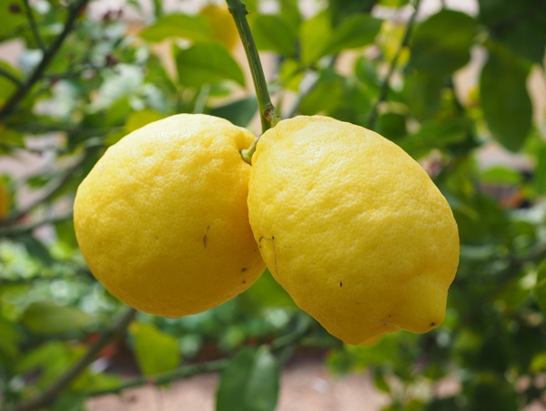 柠檬柑橘