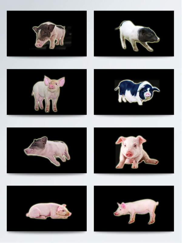 产品实物动物猪PNG元素