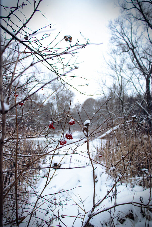 冬天树枝红色果实背景