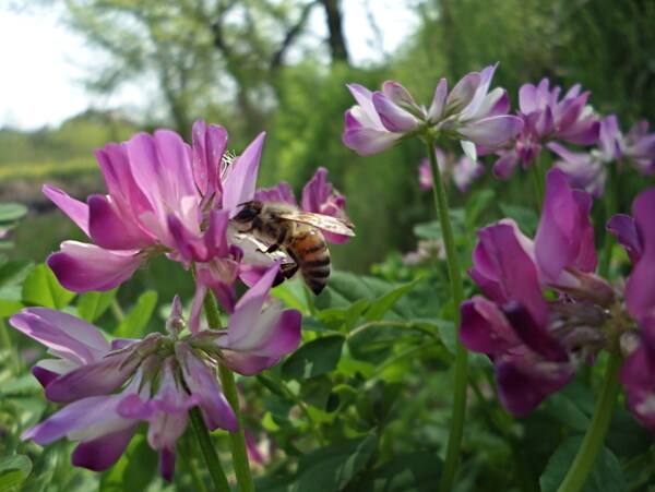 工蜂采蜜紫云英图片